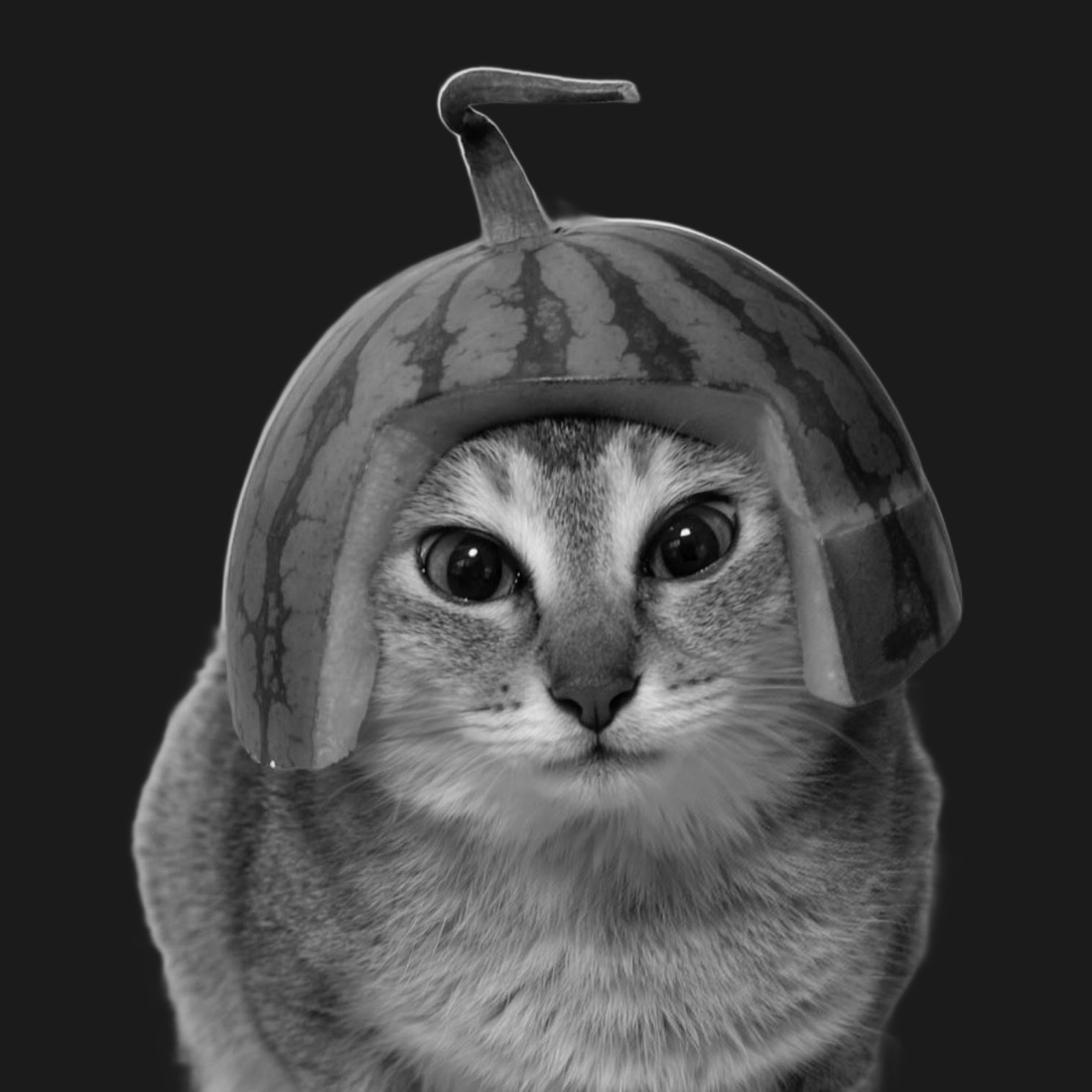 Black and white portrait of Clavcat, a tabby wearing a watermelon-rind helmet, staring into the camera